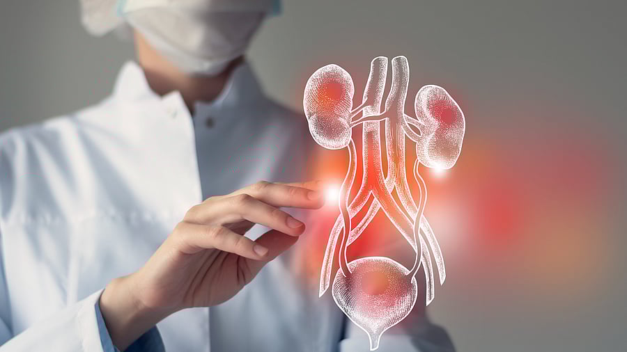 <div class="paragraphs"><p>The kidneys work hard around the clock. Over time, they can become damaged by acute experiences like severe dehydration, or acquire chronic damage from years of high blood pressure or high blood sugar.</p></div>