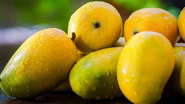 <div class="paragraphs"><p>Representative image for mangoes.</p></div>