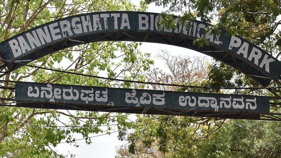 <div class="paragraphs"><p>The&nbsp;Bannerghatta National Park.</p></div>