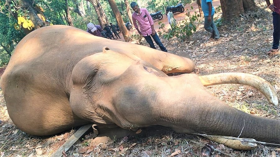 <div class="paragraphs"><p>Local forest officials reached to conduct an inspection on the animal. </p></div>