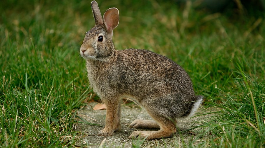 <div class="paragraphs"><p>Representative image of a wild rabbit</p></div>