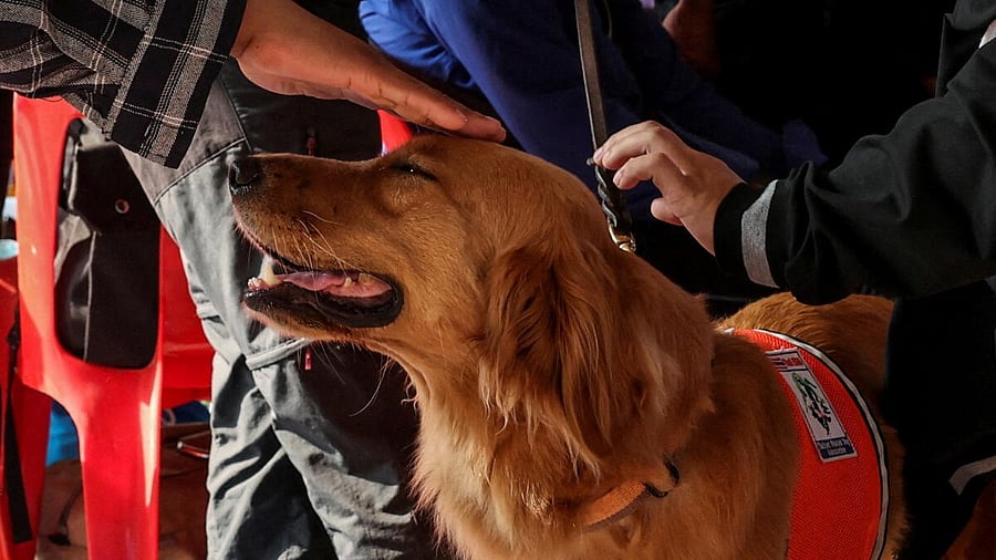 <div class="paragraphs"><p>Pet dog. (Image for representation)</p></div>