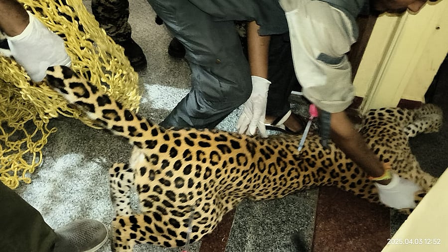 <div class="paragraphs"><p>The leopard has been released into the Bannerghatta National Park after inserting a chip. </p></div>