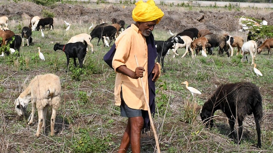 Bagalkot shepherds to soon wield rifles to guard their flock.
