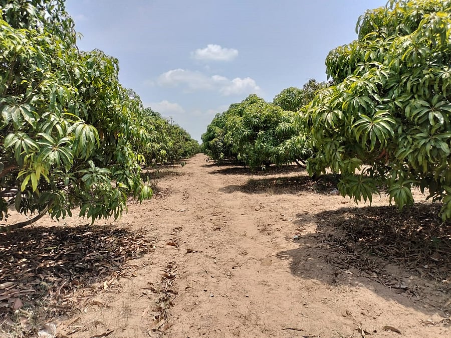 <div class="paragraphs"><p>Mango trees in a farm of Channagiri taluk in Davangere district. </p></div>