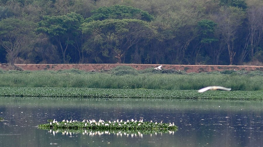 <div class="paragraphs"><p>Bellandur Lake is Bengaluru’s largest wetland. </p></div>