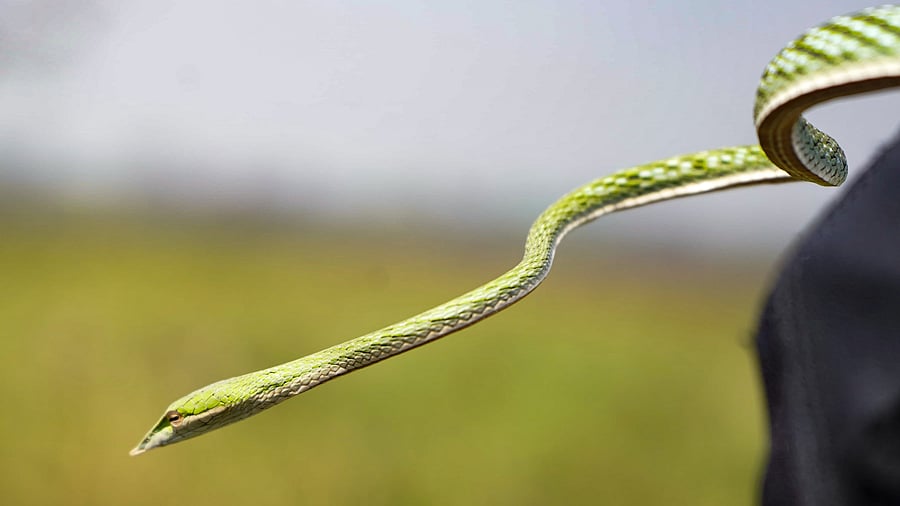 <div class="paragraphs"><p>A rare long-snouted vine snake (Ahaetulla longirostris), rediscovered in the Dudhwa Tiger Reserve</p></div>