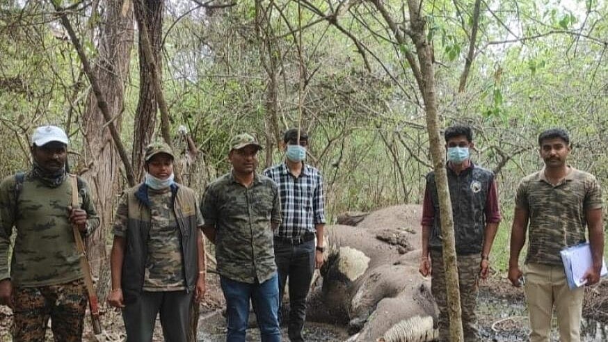 <div class="paragraphs"><p>Forest department personnel inspect the carcass of the jumbo in Nagarahole Tiger Reserve area, H D Kote taluk, Mysuru district, on Friday.</p></div>