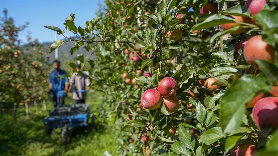 <div class="paragraphs"><p>Gala Mast apples during its harvesting at an orchard, at Handwara in Kupwara district of North Kashmir.</p></div>