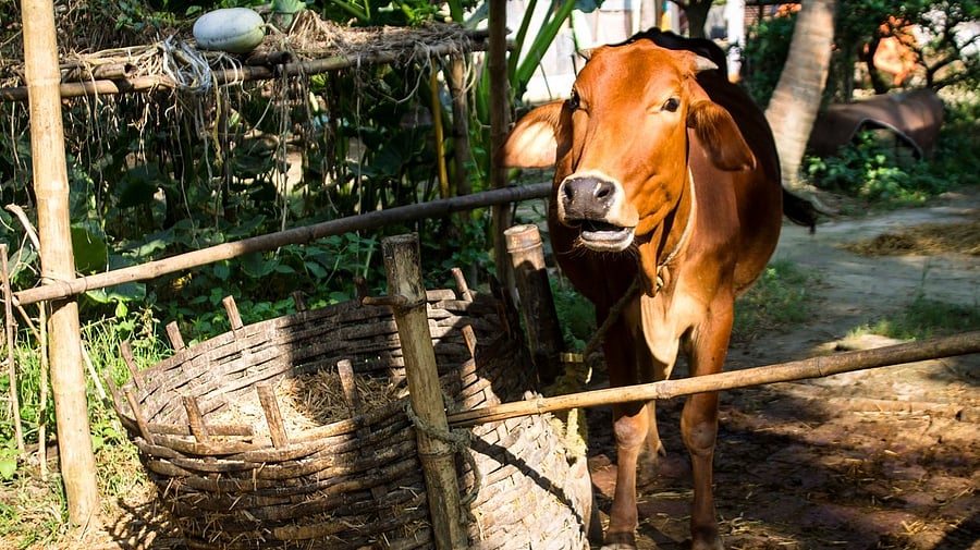 <div class="paragraphs"><p>Representative image of a cow</p></div>