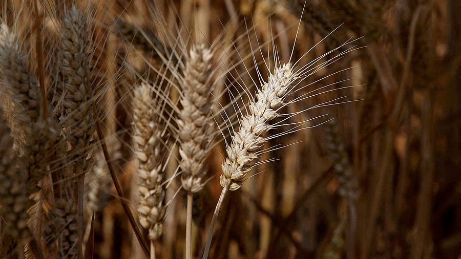 <div class="paragraphs"><p> Wheat crops. Representative image.</p></div>
