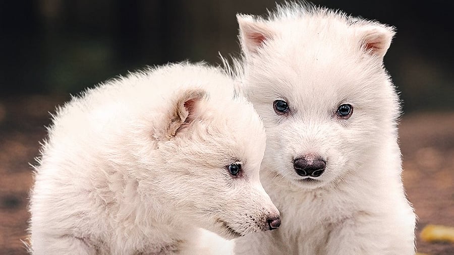 <div class="paragraphs"><p>The photo of the 'dire wolves' shared by&nbsp;Colossal Bioscience</p></div>