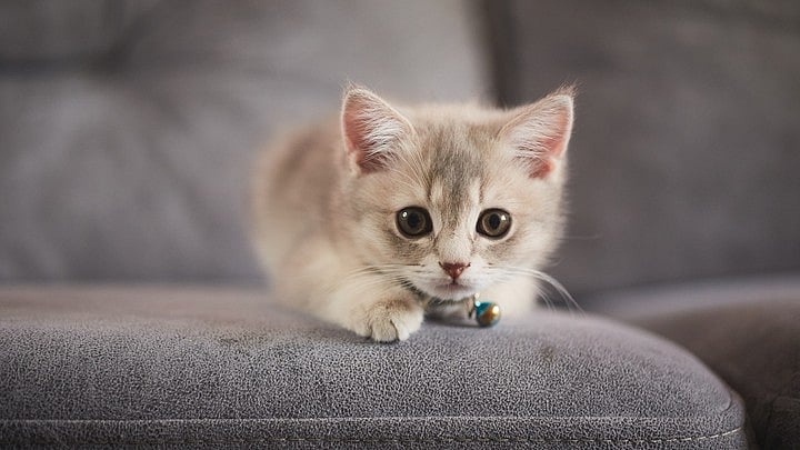 <div class="paragraphs"><p>Representative image of a kitten.</p></div>