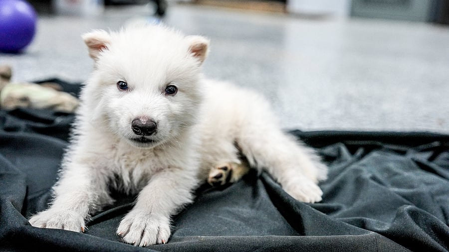 <div class="paragraphs"><p>One of the dire wolves brought back to life</p></div>