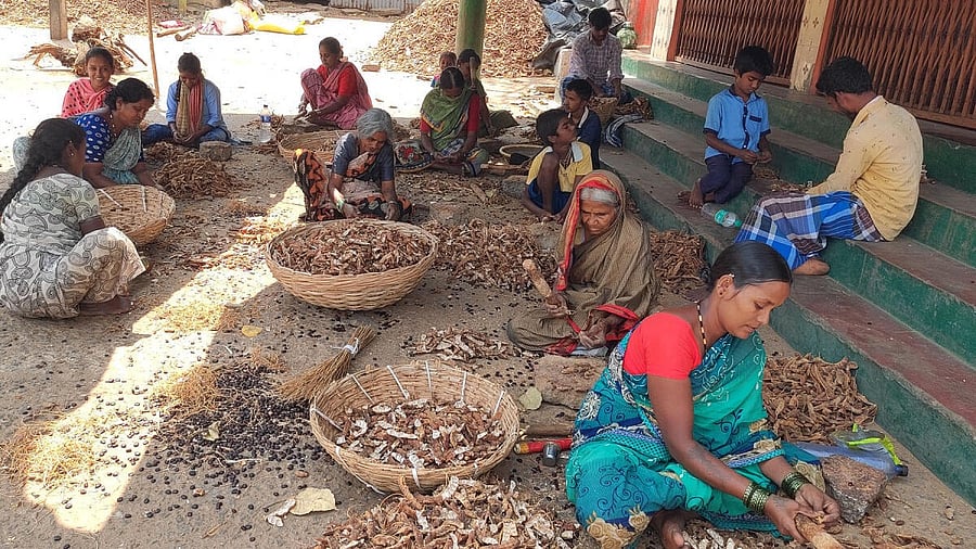 <div class="paragraphs"><p>Women in Kudligi taluk in Vijayanagar district clean and deshell tamarind.</p></div>