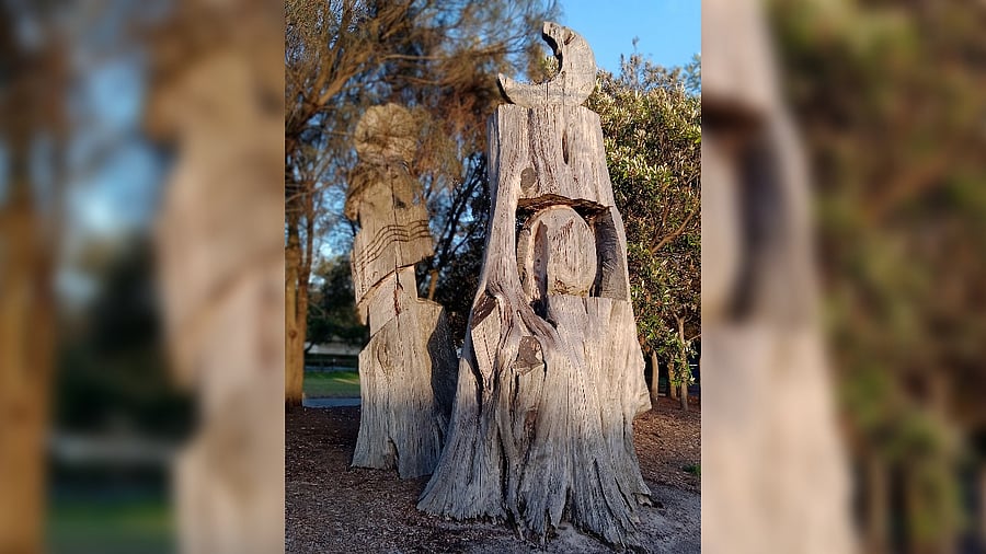 <div class="paragraphs"><p>Aboriginal Scar trees in Mordialloc Creek, Australia. </p></div>