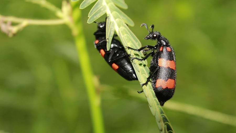<div class="paragraphs"><p>Representative image of a beetle.&nbsp;</p></div>
