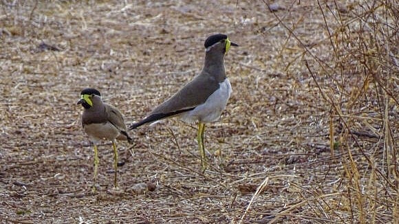 <div class="paragraphs"><p>A pair of yellow-wattled lapwing birds, seen at the Tadoba-Andhari Tiger Reserve, in Chandrapur district of Maharashtra.</p></div>
