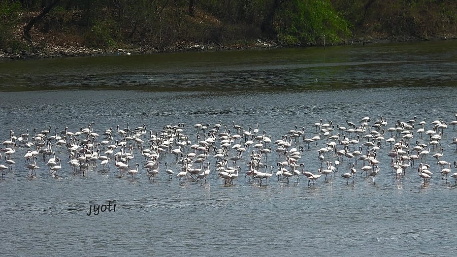 <div class="paragraphs"><p>&nbsp;Flamingos seen in small groups at DPS Lake on Saturday.</p></div>