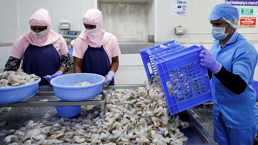 <div class="paragraphs"><p>Workers sort shrimps inside a processing unit at a shrimp factory situated on the outskirts of Vishakhapatnam,&nbsp;India, April 10, 2025.</p></div>