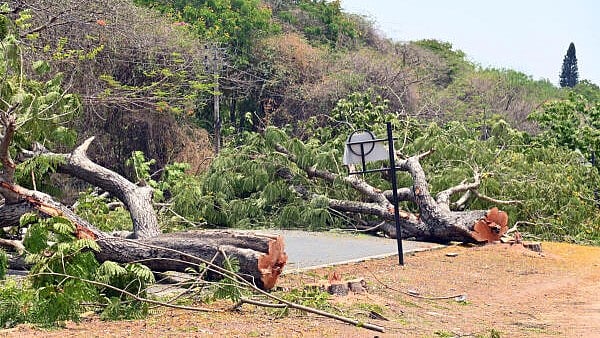 <div class="paragraphs"><p>40 Peltophorum Species trees, chopped by Mysore City Corporation for widening of Hyder Ali Road between SP office circle and Kalikamba temple in Mysuru on Saturday night. </p></div>