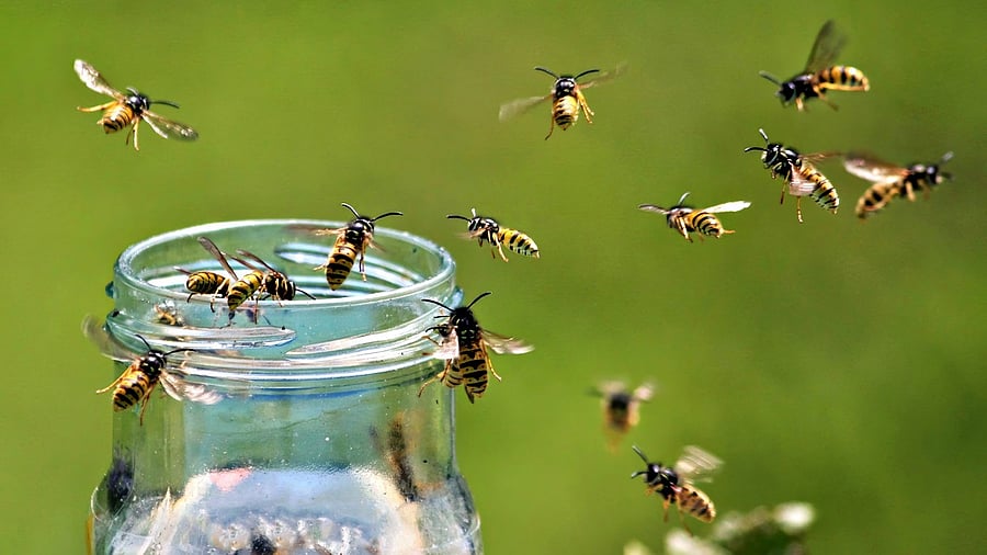 <div class="paragraphs"><p>Image showing wasps. For representational purposes.</p></div>