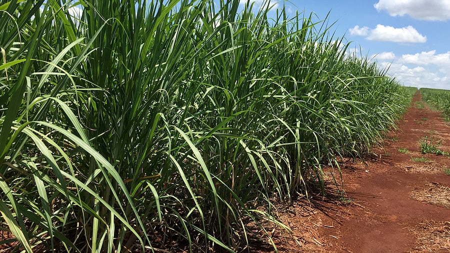 <div class="paragraphs"><p>A sugarcane field.</p></div>