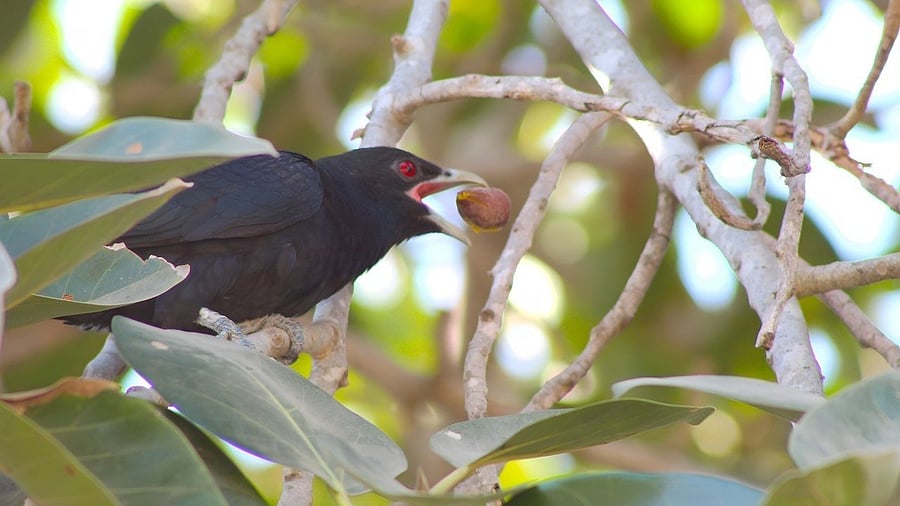 <div class="paragraphs"><p>The Asian koel usually breeds during early summer.</p></div>