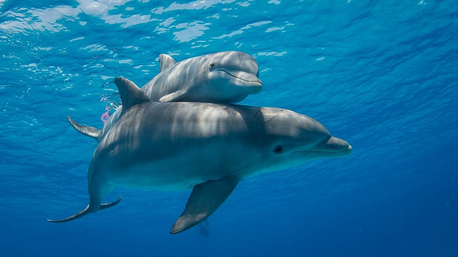 <div class="paragraphs"><p>Image showing dolphins. For representational purposes.</p></div>