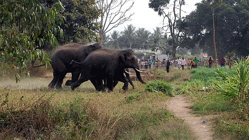 <div class="paragraphs"><p>This year, 18 people have been killed in wild animal attacks.</p></div>