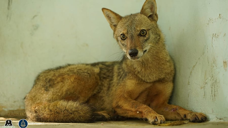 <div class="paragraphs"><p>The jackal in question.</p></div>