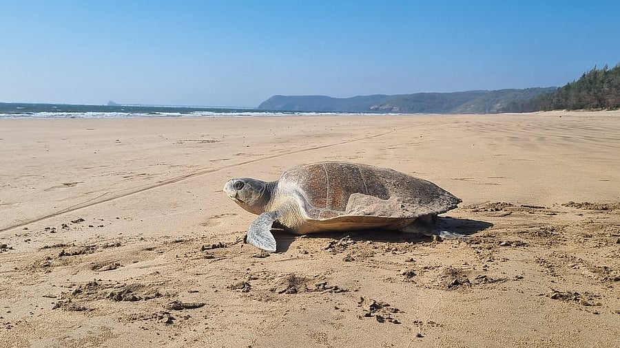 <div class="paragraphs"><p>Olive Ridley turtle</p></div>