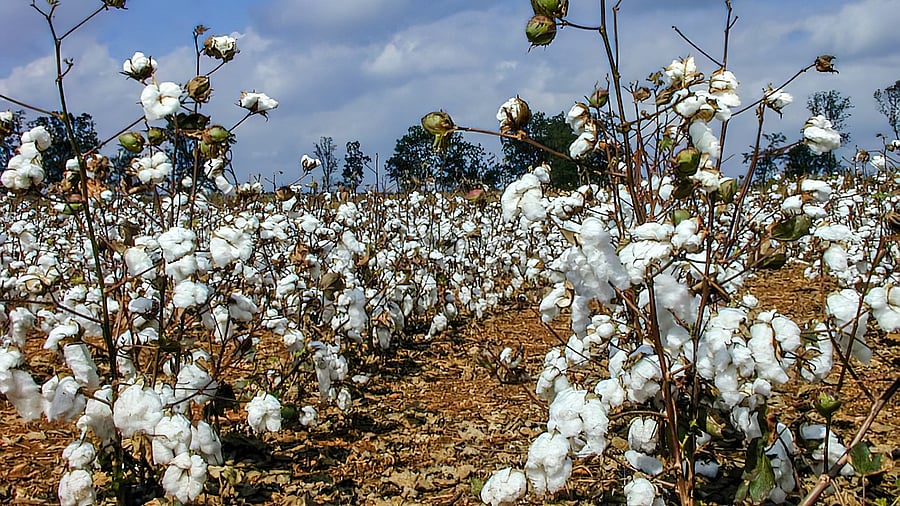 <div class="paragraphs"><p>Cotton plants.</p></div>