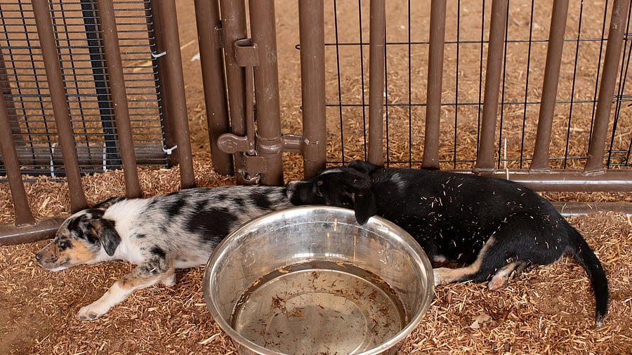 <div class="paragraphs"><p>Puppies. Representative image.</p></div>