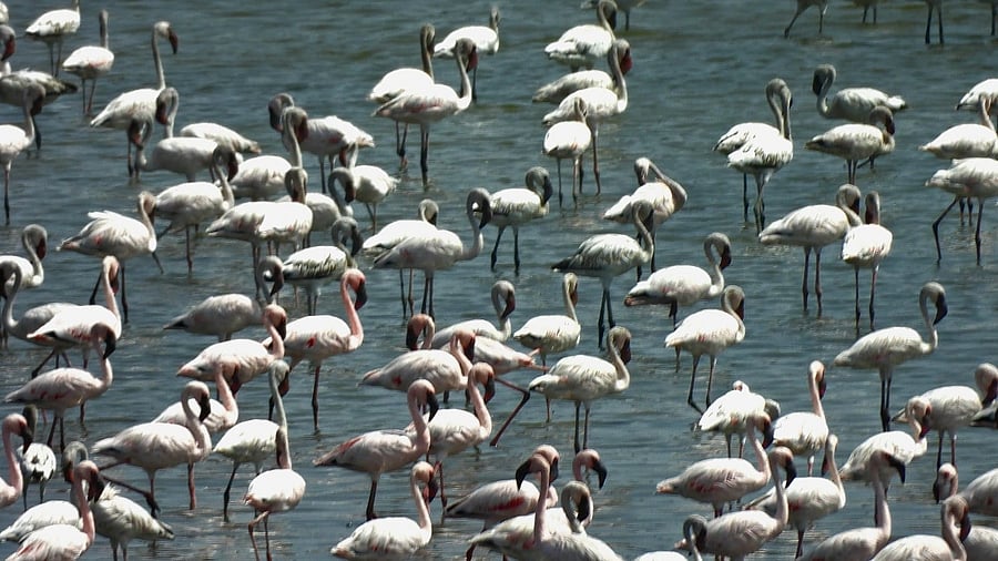 <div class="paragraphs"><p>Flamingos back at DPS Lake which willbe a Conservation Reserve now.</p></div>