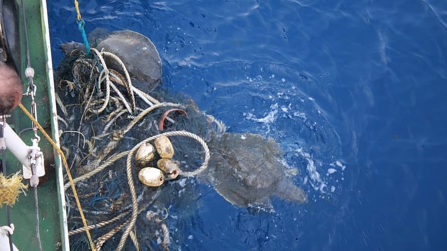 <div class="paragraphs"><p>The ICG shared a photograph and a video clip of the rescue process.</p></div>