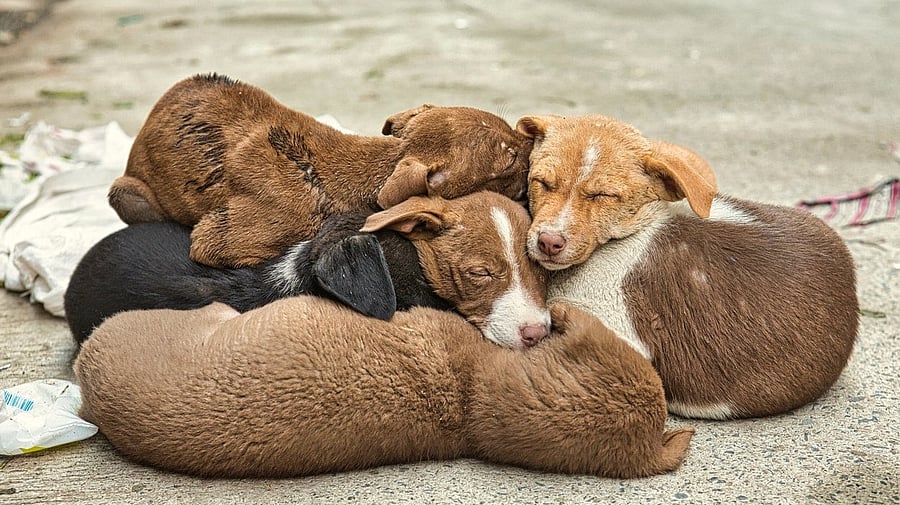 <div class="paragraphs"><p>Representative image showing puppies</p></div>