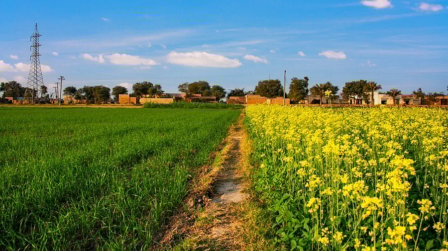 <div class="paragraphs"><p>Image showing a rapeseed field. For representational purposes.</p></div>