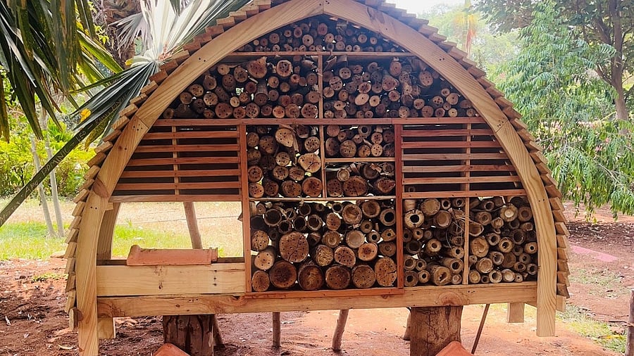 <div class="paragraphs"><p>An insect cafe set up by EY Global Delivery Services (GDS). </p></div>