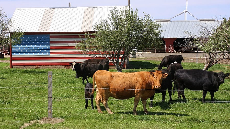<div class="paragraphs"><p>Representative image of American beef.</p></div>