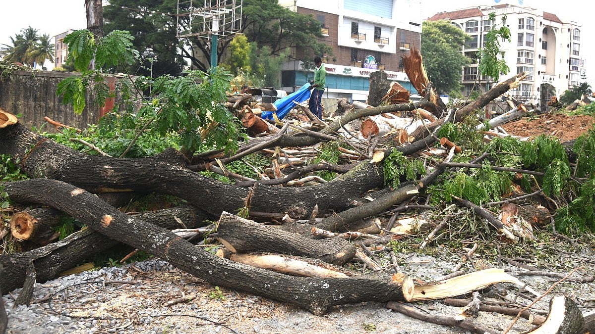 Mysuru Tree Felling Protest: Minister orders probe after 40 trees axed ...