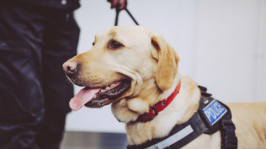 <div class="paragraphs"><p>Representative image of a sniffer dog</p></div>