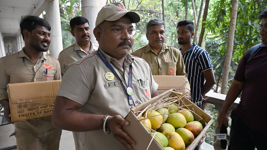 <div class="paragraphs"><p>Mangoes packed in a three-kilo boxes at the Bengaluru GPO and ready for delivery on Tuesday.</p></div>