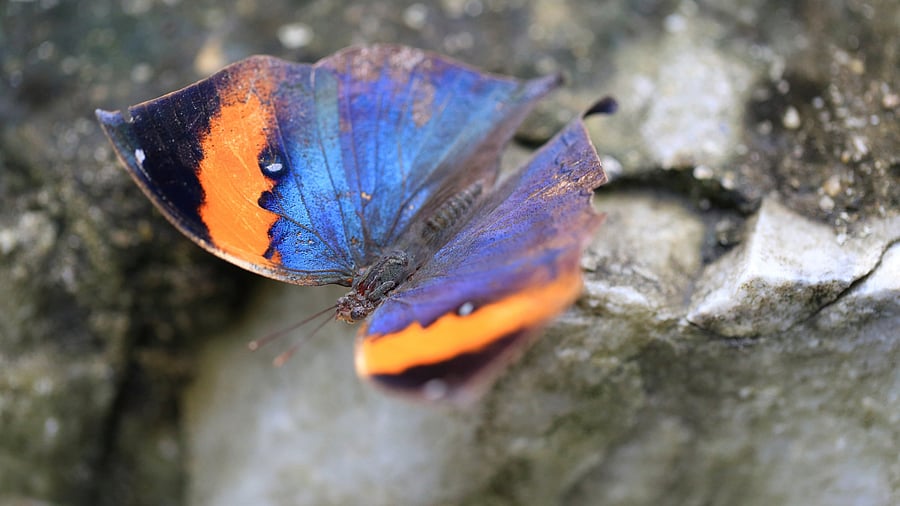 <div class="paragraphs"><p>A recent study conducted by researchers at Bangalore University (BU) has identified the institution's campus as a significant urban biodiversity hotspot.&nbsp;</p></div>