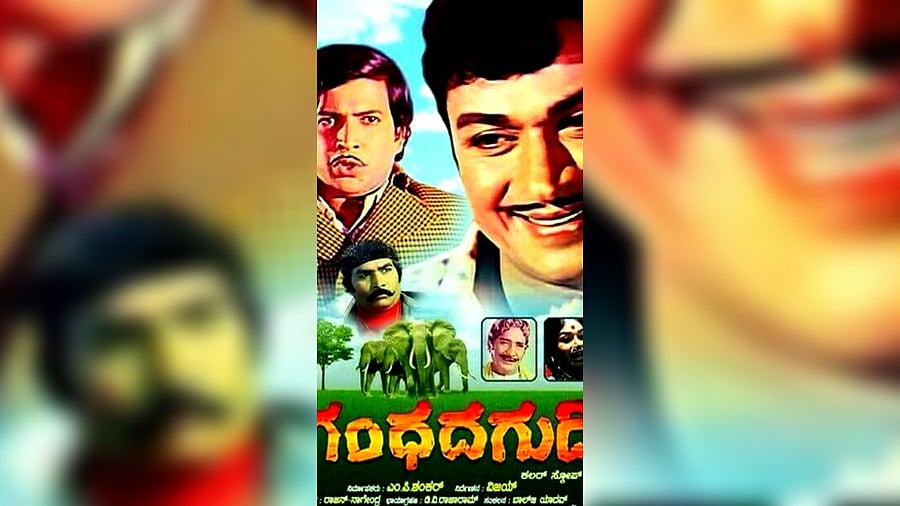 <div class="paragraphs"><p>Gandhada Gudi (1973), directed by Vijay, attained cult status and ran successfully in theatres for over 25 weeks. </p></div>