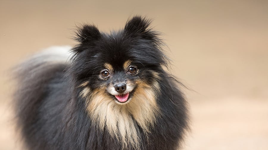 <div class="paragraphs"><p>Pomeranian.&nbsp;</p></div>