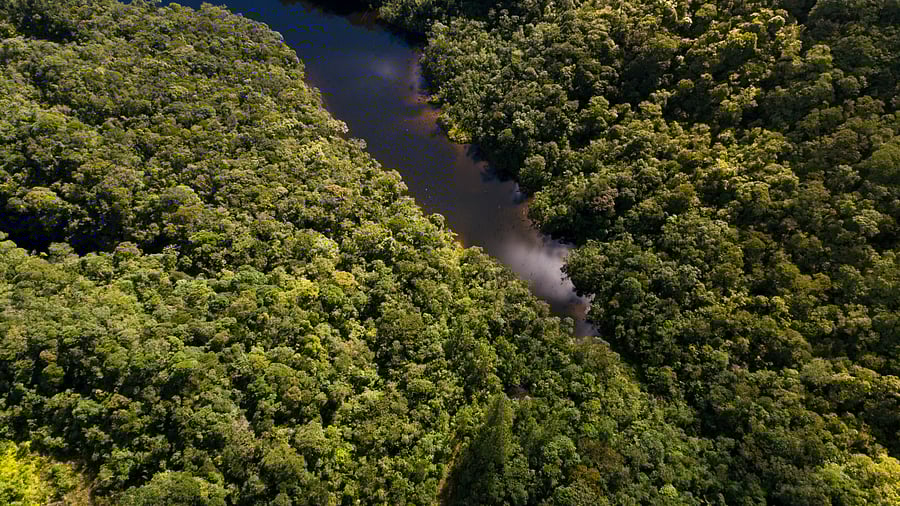 <div class="paragraphs"><p>Representative image showing&nbsp;top View of River in Rainforest.</p></div>