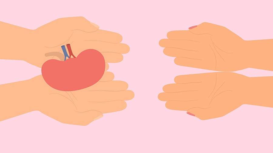 <div class="paragraphs"><p>Representative image indicating a kidney transplant</p></div>