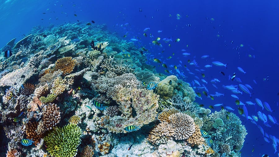 <div class="paragraphs"><p>Coral Reef. Representative image.</p></div>