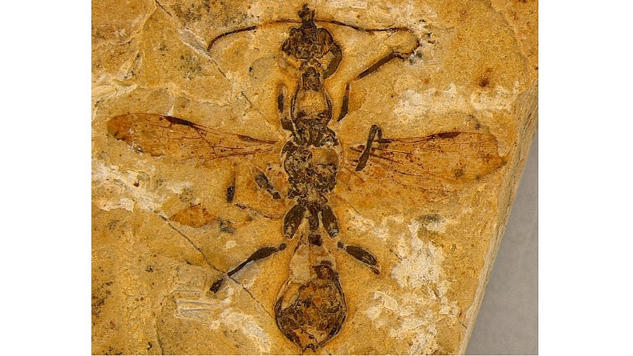 <div class="paragraphs"><p>Fossil of ant discovered in Brazil.</p></div>